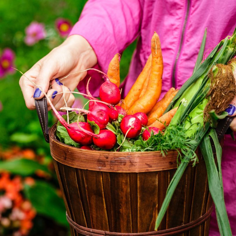 Hands of a woman with basket full of newly harvest vegetables.