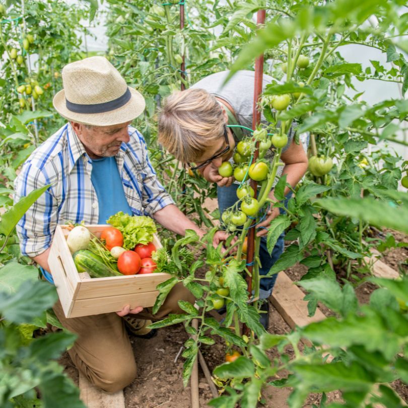 Couple picking tomatoes at their garden.