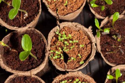 Gardening Through Hyperinflation: A Seed Survival Guide
