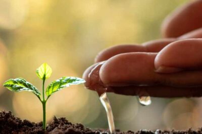 Prevent Damping Off in Seedlings for Your Survival Garden