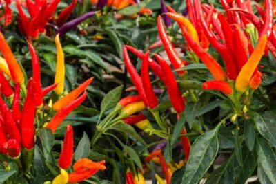 Pepper Growing Hacks for a Thriving Survival Garden!