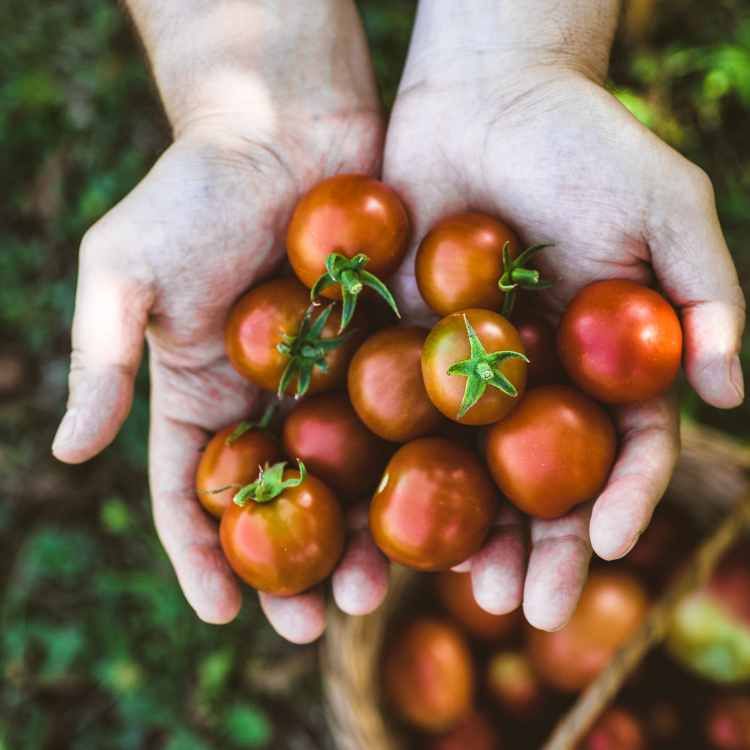 Tomatoes on hand